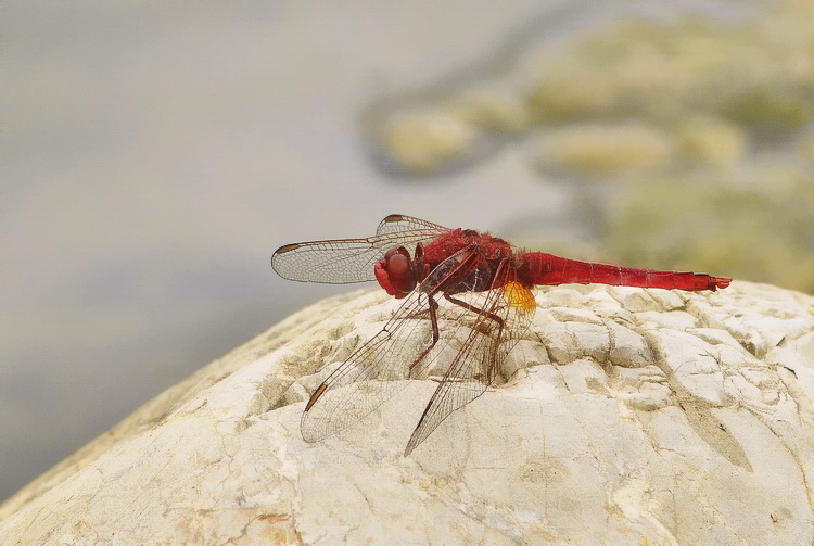 Crocothemis erythraea maschio